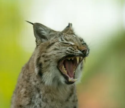 Portrait of lynx in the forest Stock Photos