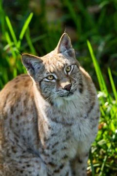 Portrait of lynx in the forest Stock Photos