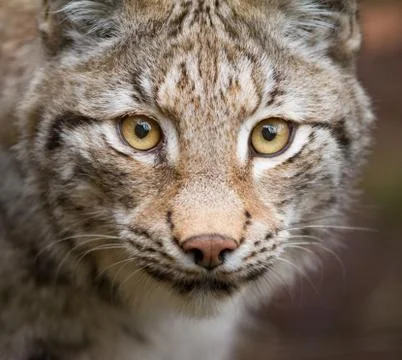 Portrait of lynx in the forest Stock Photos