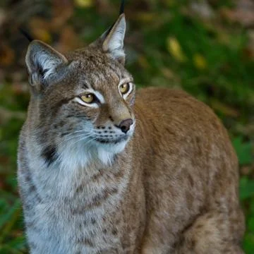 Portrait of lynx in the forest Stock Photos