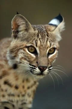 Portrait of a lynx Stock Photos