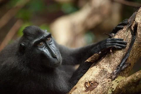 Portrait of macaca nigra looking in the camera Stock Photos