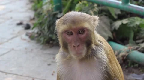 Portrait of a macaque. Expression of interest Stock Footage 58911579