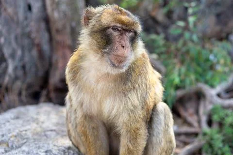 Portrait of a Macaque in Gibraltar Stock Photos