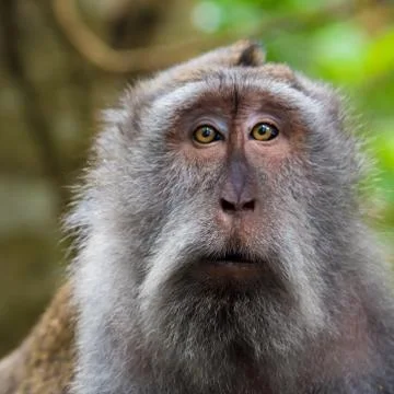Portrait of macaque monkey with copy space for text Stock Photos