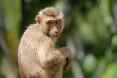Portrait of macaque monkey Stock Photos
