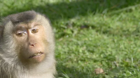 Portrait of a macaque monkey sitting on the grass Stock Footage 305839419