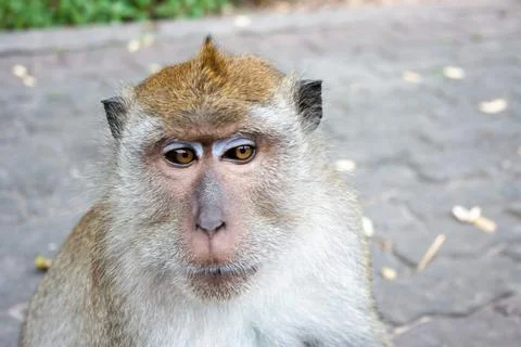 Portrait of a Macaque Stock Photos