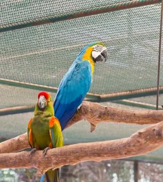Portrait of macaw Stock Photos