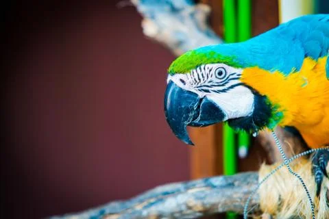 Portrait of macaw Foto stock