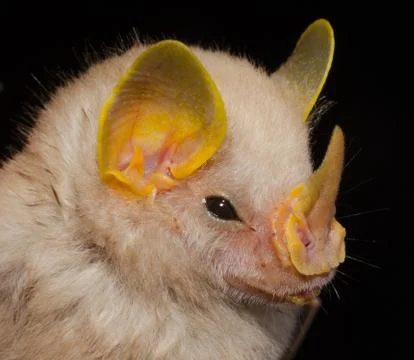 Portrait of Macconnell's Bat Foto stock