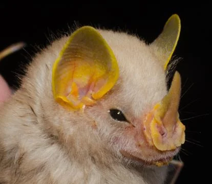 Portrait of Macconnell's Bat Foto stock