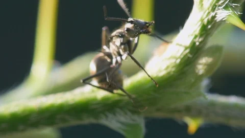 Portrait macro big ant on green tree Stock Footage 106438498