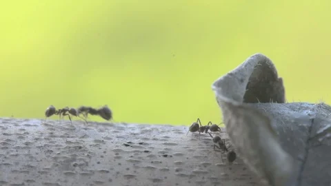 Portrait macro big ant walking on dry tree Stock Footage 106439071