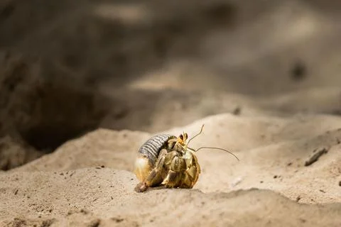 Portrait, macro of hermit crab, shell crawling on the white sand beach Stock Photos