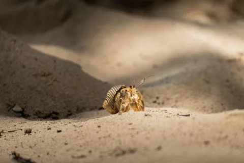 Portrait, macro of hermit crab, shell crawling on the white sand beach Stock Photos