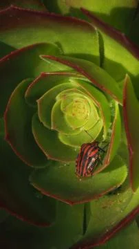 Portrait Macro Of Striped Shield Bug On Succulent Plant Stock-Fotos