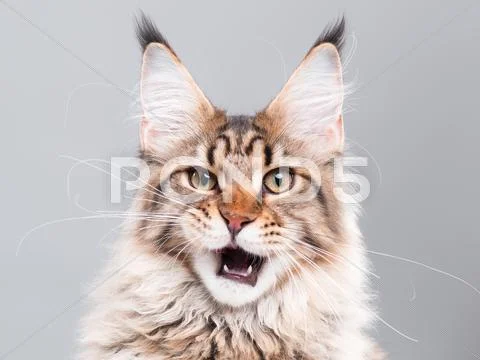 Portrait of Maine Coon cat Stock Photos