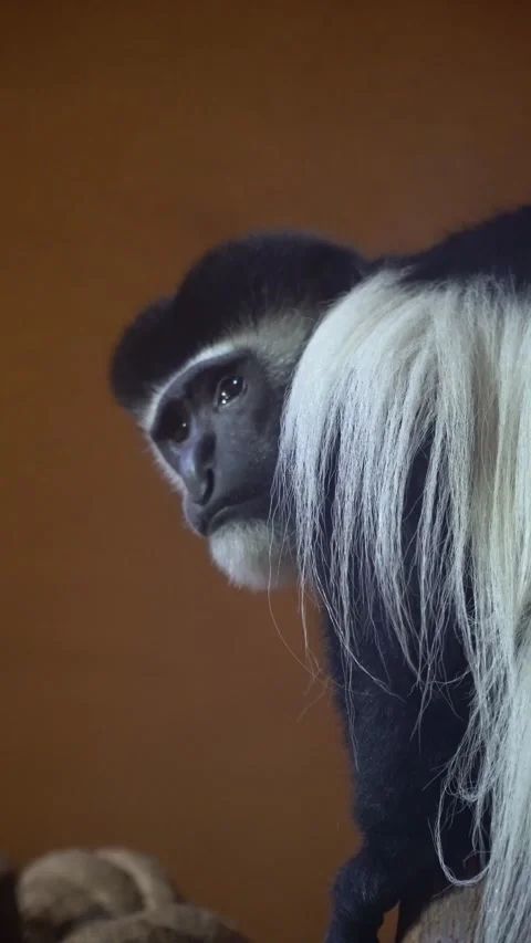 Portrait of a majestic colobus monkey Stock Footage 329056732