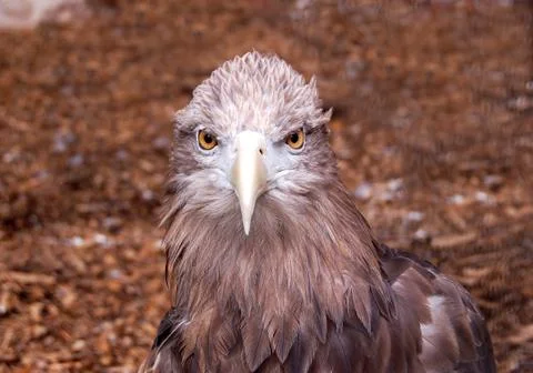 Portrait of majestic hawk looking on camera Stock Photos