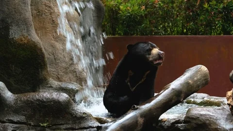 Portrait of Malayan Sun Bear sitting in waterfall and cooling off in hot weather Stock Footage 302186372
