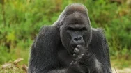 Portrait Of Male Gorilla, Close Up  Stock Footage