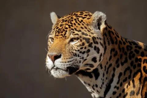 Portrait of a male jaguar (Panthera onca) Stock Photos