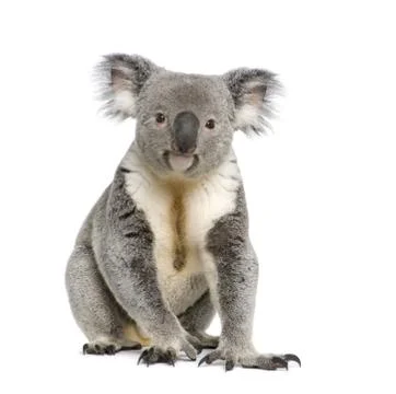 Portrait of male Koala bear, Phascolarctos cinereus, 3 years old, in front of wh Stock Photos