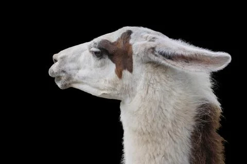Portrait of a male llama in profile on a solid black background. 写真素材