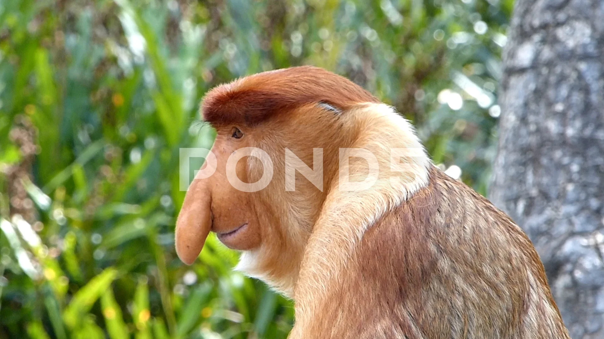 proboscis monkey wallpaper