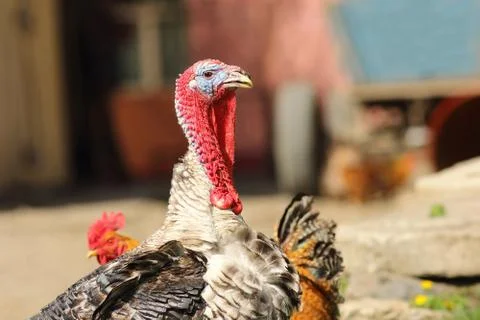 Portrait of male turkey at the bio farm yard Stock Photos
