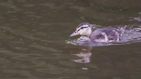 A portrait of a mallard duck Stock Footage 315514447