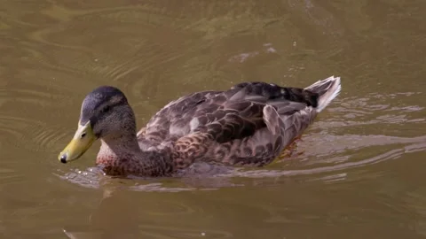 A portrait of a mallard duck Stock Footage 315514449