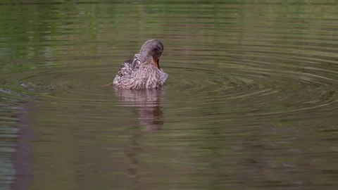A portrait of a mallard duck Stock Footage 315514450