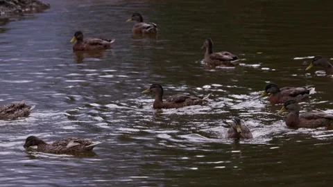 A portrait of a mallard duck Stock Footage 315514451