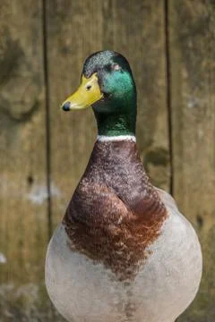 Portrait of a mallard duck Stock Photos
