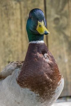 Portrait of a mallard duck Stock Photos