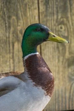 Portrait of a mallard duck Stock Photos