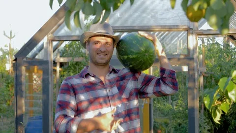 Portrait Man Farmer In Hat Holding A Ripe Watermelon On Greenhouse Background Stockbeeldmateriaal 105240444