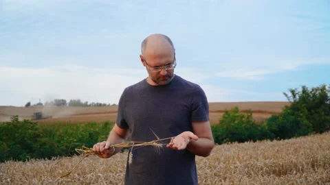 Portrait man holding wheat spikelets. Farmer in ripe agricultural field Stock Footage 209617675