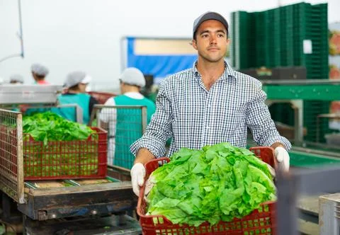 Portrait of man working on sorting line at vegetable warehouse, stacking boxes 스톡 사진