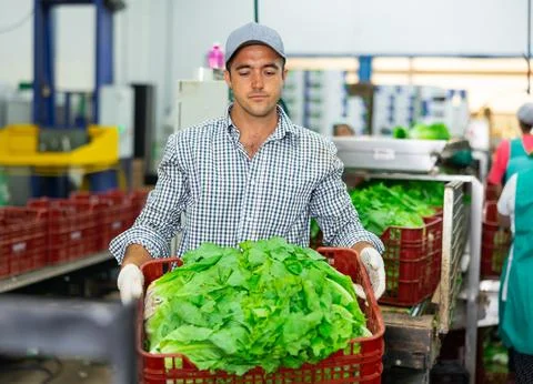 Portrait of man working on sorting line at vegetable warehouse, stacking boxes Stockfoto's
