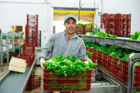 Portrait of man working on sorting line at vegetable warehouse, stacking boxes 스톡 사진