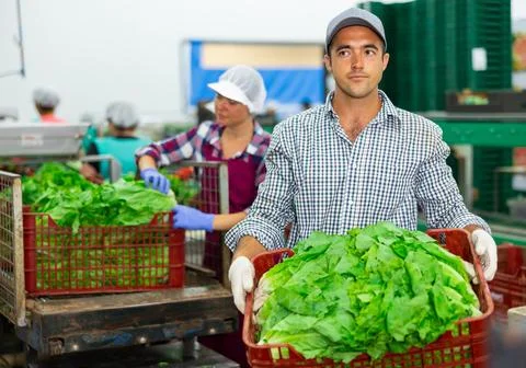 Portrait of man working on sorting line at vegetable warehouse, stacking boxes 스톡 사진