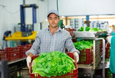 Portrait of man working on sorting line at vegetable warehouse, stacking boxes Foto stock