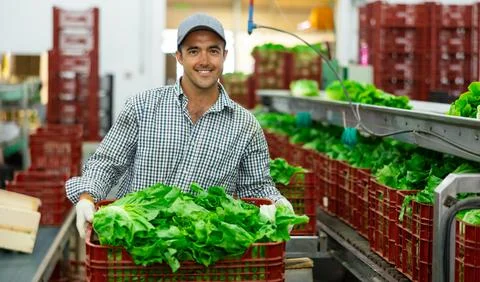 Portrait of man working on sorting line at vegetable warehouse, stacking boxes Stockfoto's