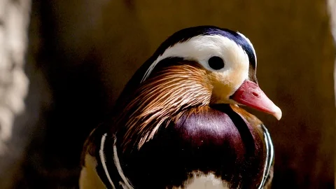 Portrait of a mandarin duck Stock Footage 91399904