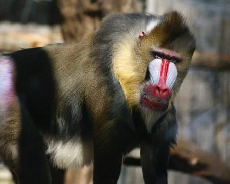 Portrait of a mandrill in his cage Stock Photos