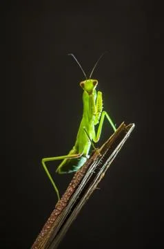 Portrait of a mantis on a black background.  Stock Photos