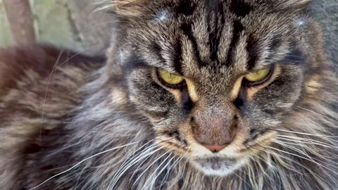 Portrait of a marbled Maine Coon with dandelion seeds on its head Stock Footage 307958853